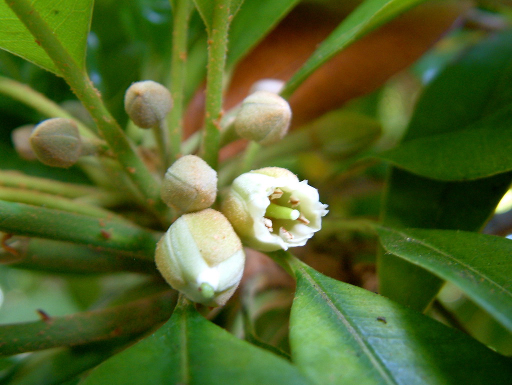 Sapodilla Flower Related Link Flickr