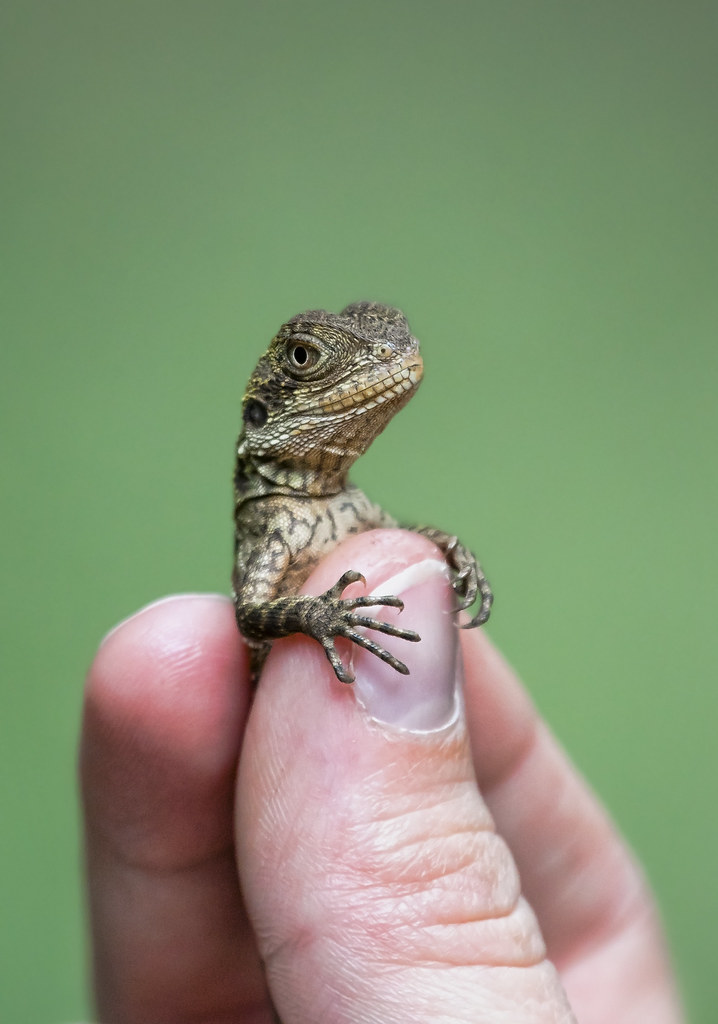 Baby water dragon Kristian Bell Flickr