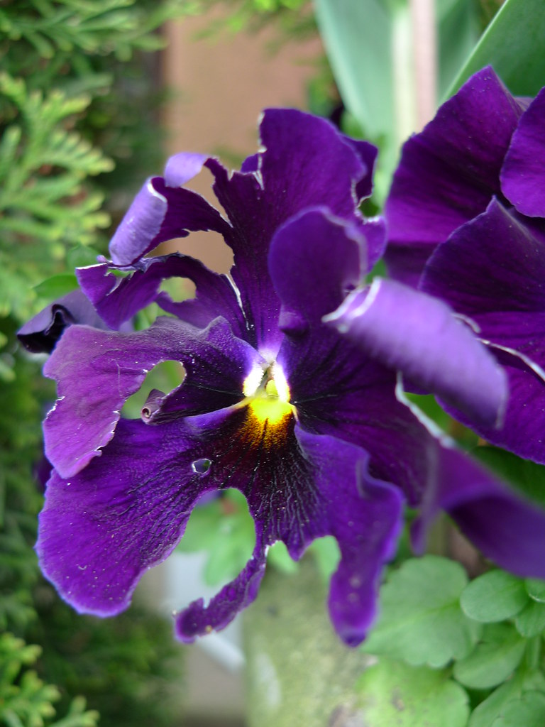 Shredded pansy Something's been eating purple salad Ruth Hartnup Flickr