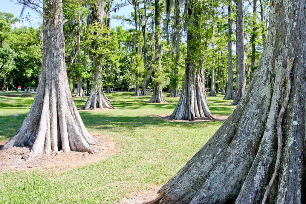 IMG_3641 Bayou L'Ourse Nature Trail Bayou L'ourse, Louisia… Flickr