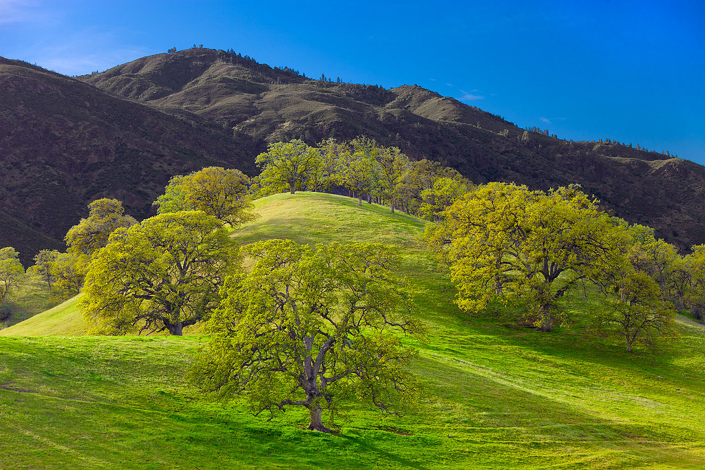 Hills near Paskenta Green spring hills near Paskenta, Cali… Anthony