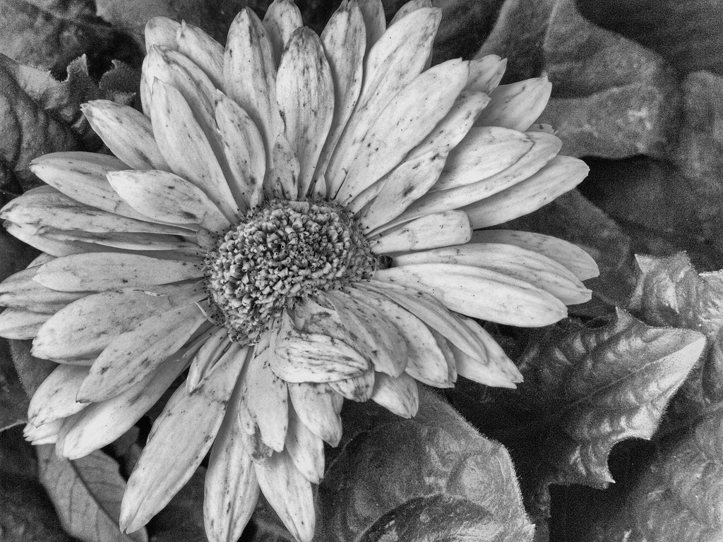 Black and White gerbera daisy In my garden, waiting to be … Flickr