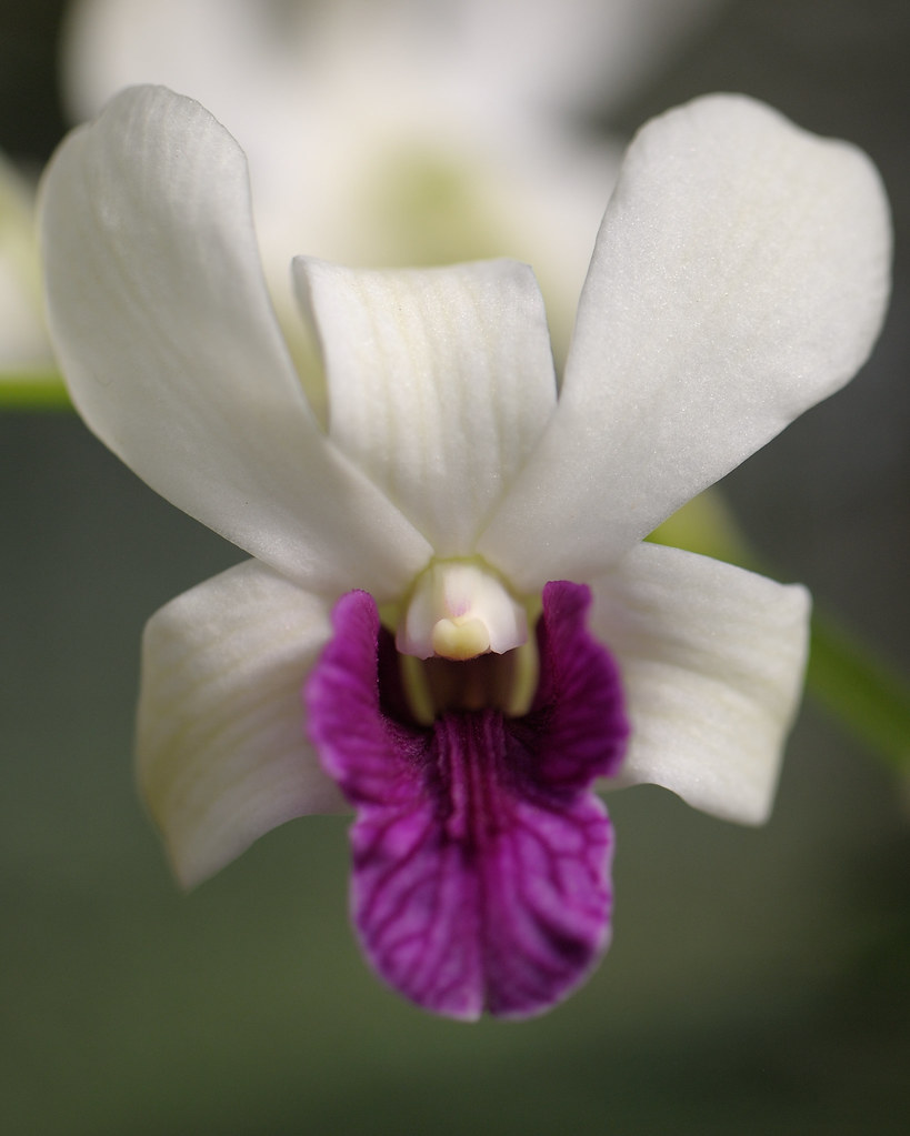 Another orchid Beautiful Flowers seen Kandy Botanical Gard… Flickr