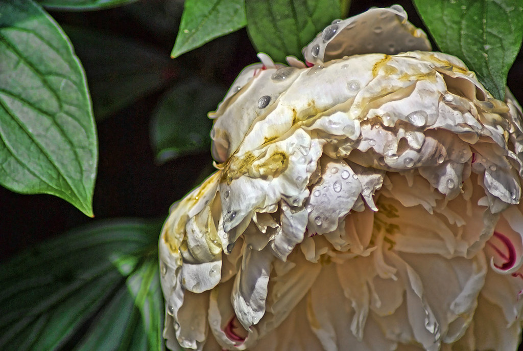 Dying peony Joel Flickr