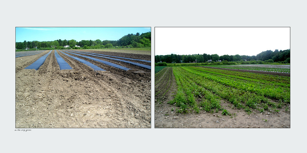 as the crop grows (Tangerini's Farm, Millis, MA) for NP ch… Flickr