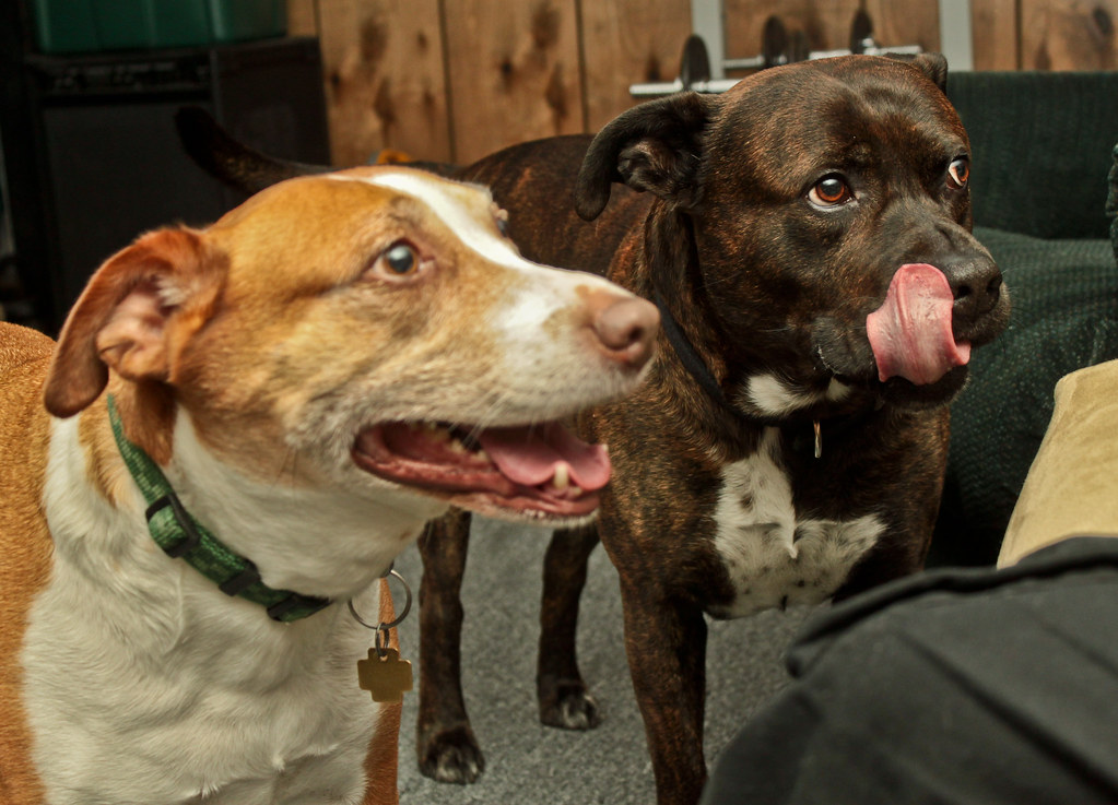 Nick Nack Patty Wack Give A Dog A Bone 3.23.11 Nick Nack P… Flickr