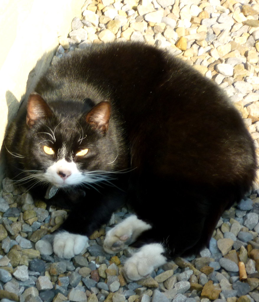 Cat in gravel david_pics Flickr