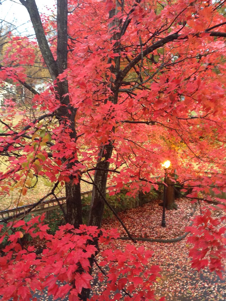 Autumn Charlotte, NC Cherry Neighborhood, Charlotte, NC … Flickr