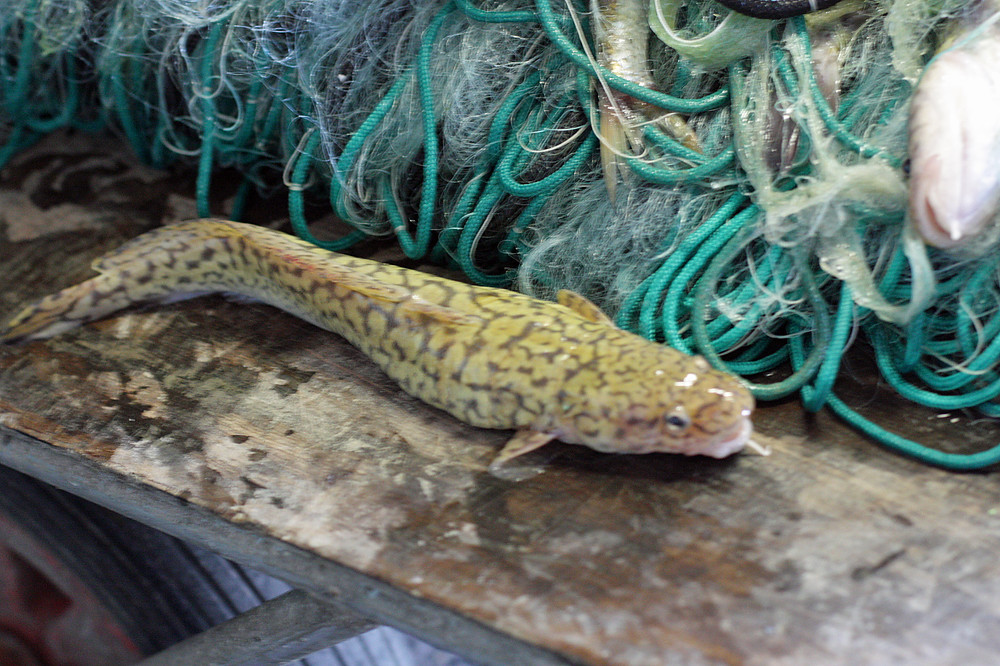 lotte or monkfish? A reader asked if what they told me was… Flickr