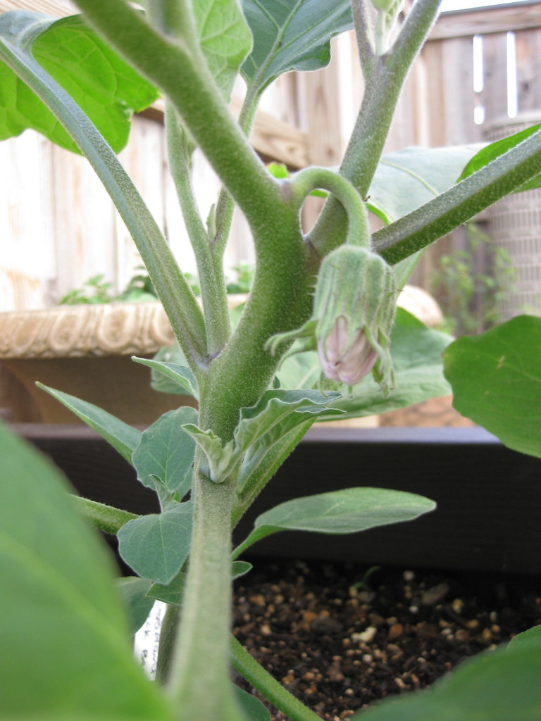 Eggplant Bud View 2 Another shot of the Eggplant. These ar… Flickr
