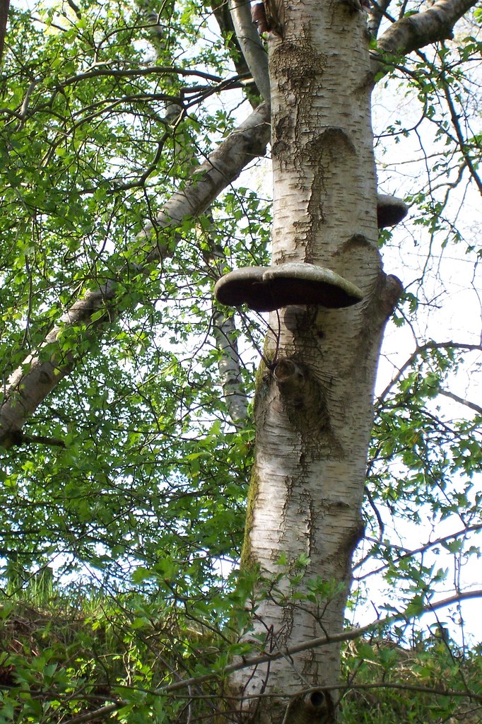 Silver Birch with polypore fungus Silver Birch with polypo… Flickr