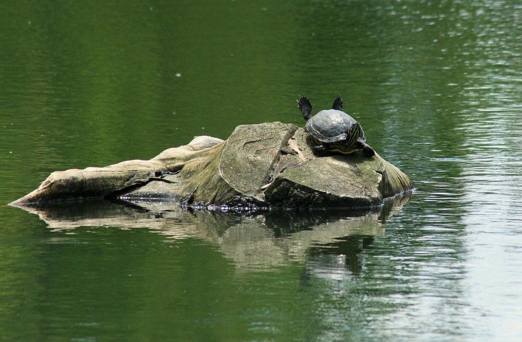 Turtles do Yoga? This guy held this pose for the 15 min