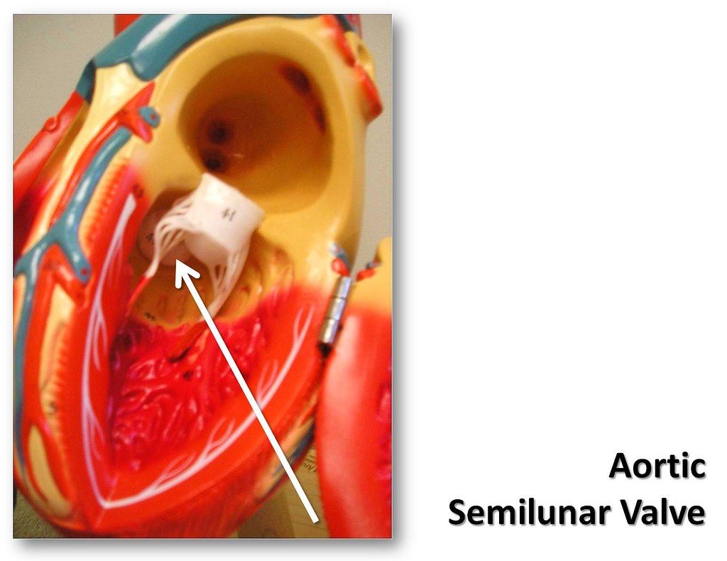 Aortic semilunar valve The Anatomy of the Heart Visual A… Flickr