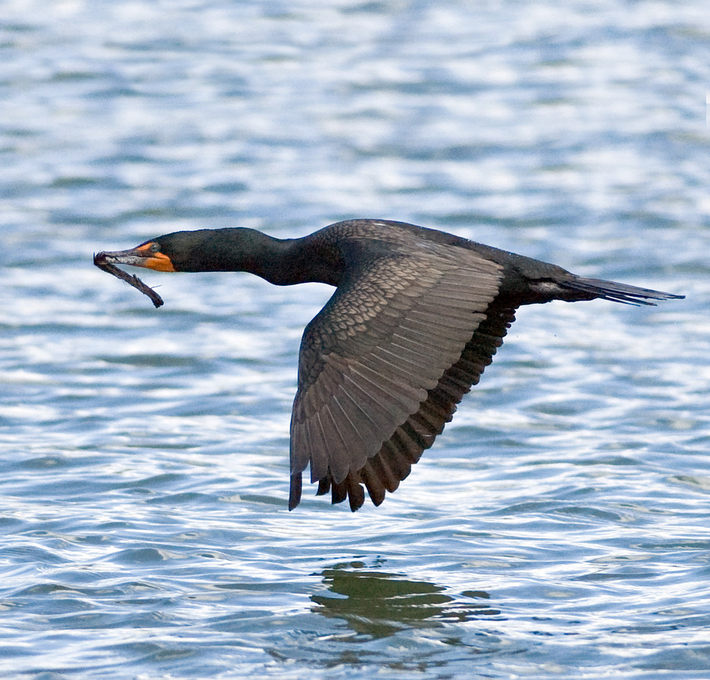 Doublecrested Cormorant (Phalacrocorax auritus) Virginia … Flickr