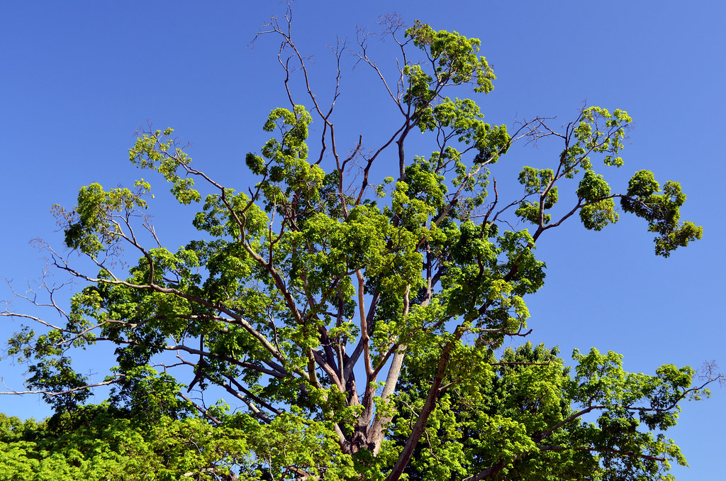 thetree Robert Armantrout Flickr