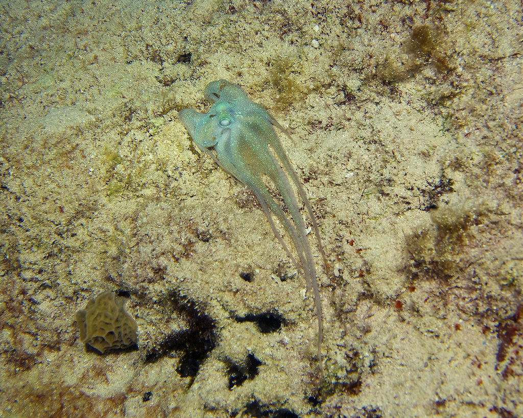 ParadiseAtlantic Pygmy Octopus a photo on Flickriver