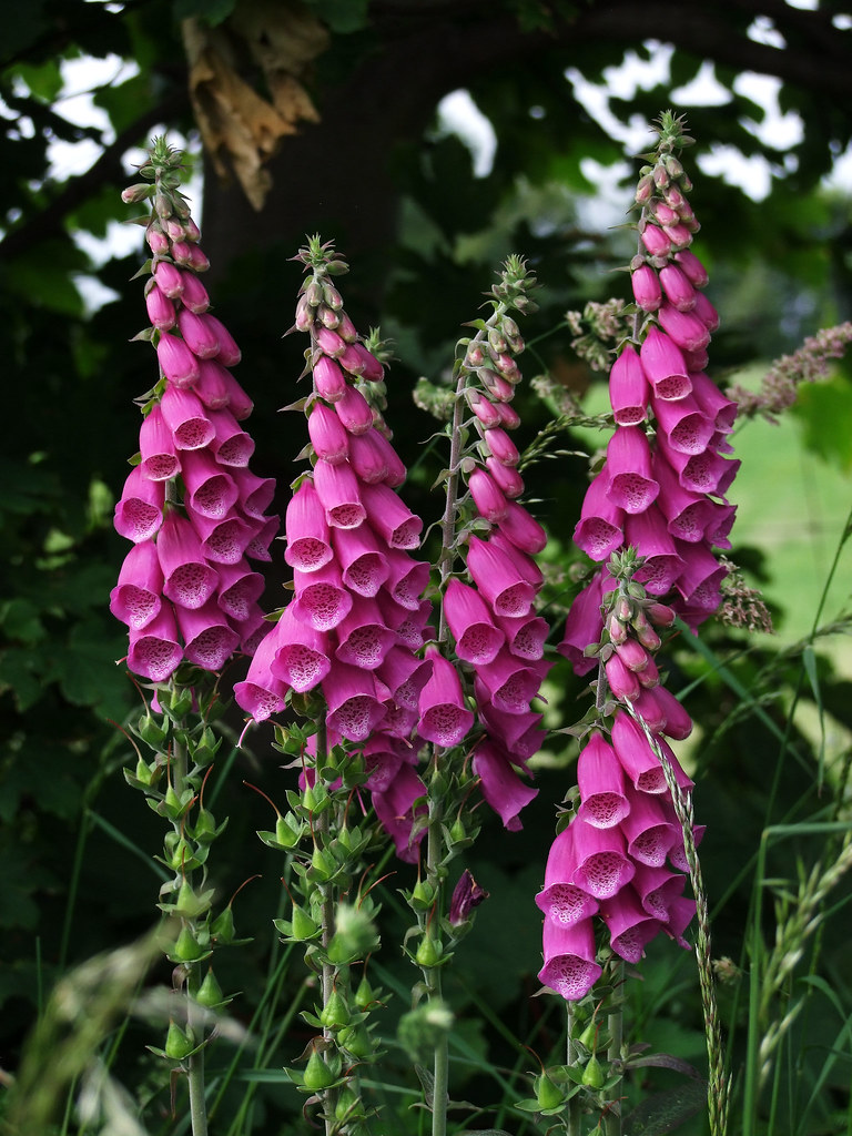 Foxgloves Foxgloves, a favourite lurkingplace of fairies,… Flickr