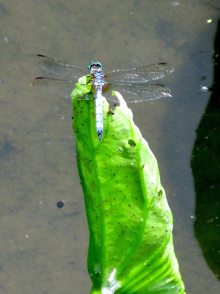 Dragonfly Dragonflies in Texas hang out around the water, … Flickr
