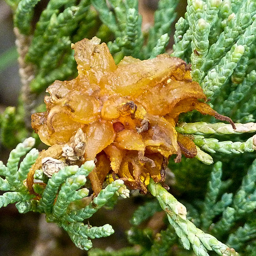 Cedar Apple Rust on Juniper Not the most exciting photo, b… Flickr