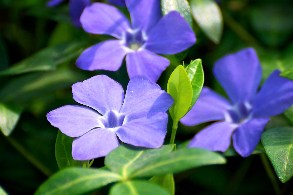 Common periwinkle The flowers of a common periwinkle