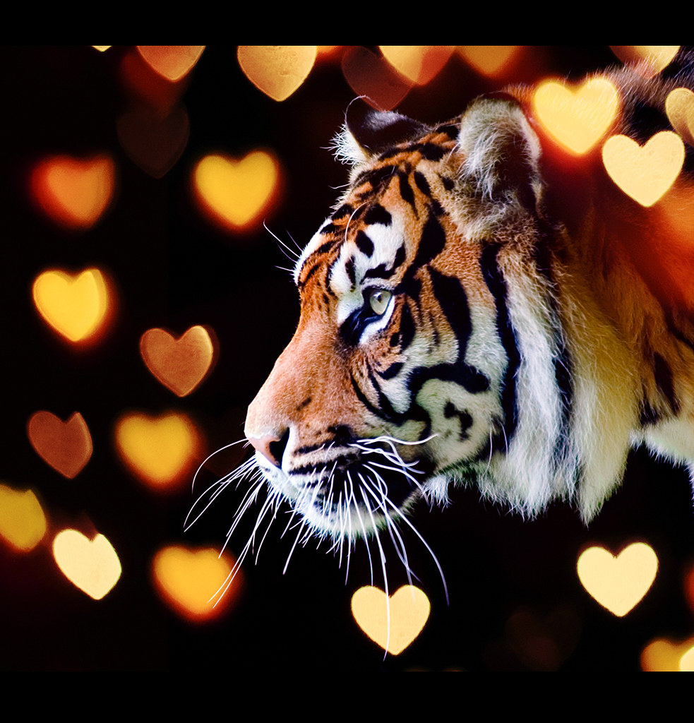 Tiger Love Just a bit of fun Steve Wilson over 10 million views