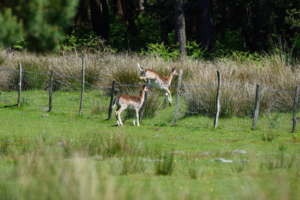 HFF It's a good job they put up fences in the Ashdown Fore… Flickr