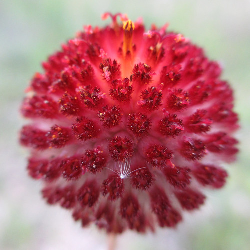 Red flower ball Gaillardia suavis? Monceau Flickr