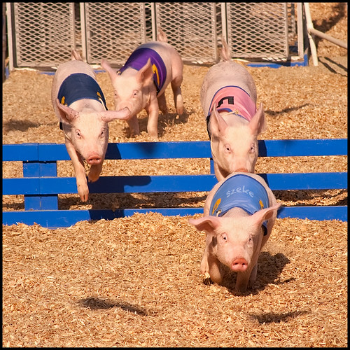 Pig Race at the Orange County Fair Pig races at the county… Flickr