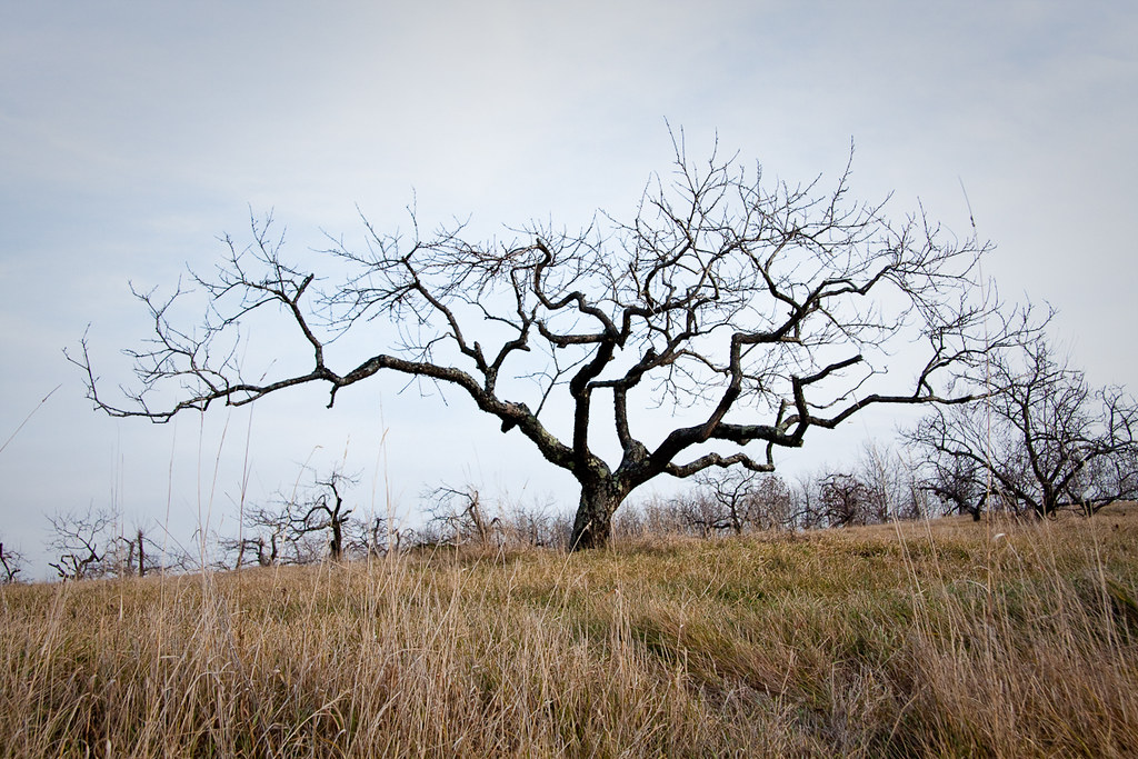 Apple Tree Woodmont Orchard. Hollis, NH. Dave Delay Flickr