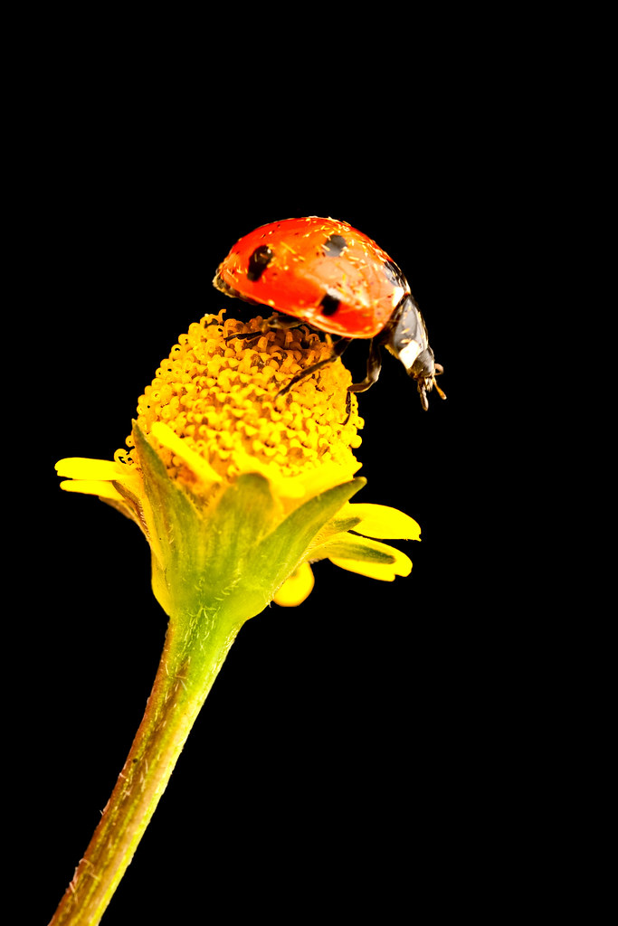 Ladybug and Jambu Flower (Acmella oleracea) FileMG_2820… Flickr