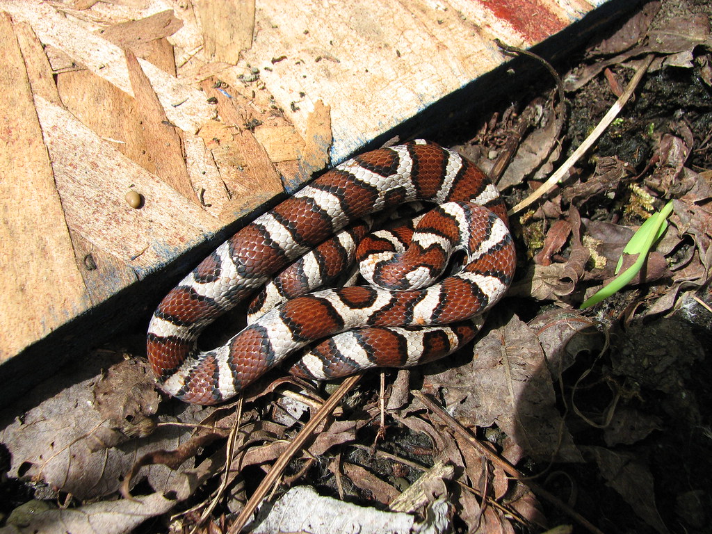 a milk snake, near Donation Road Fen Pete and Noe Woods