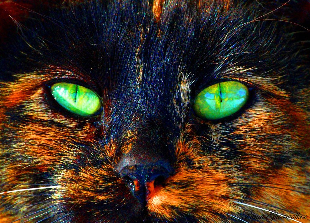 On Black Jackie……Short For…… JackOLantern….. Is Her Name by Puma