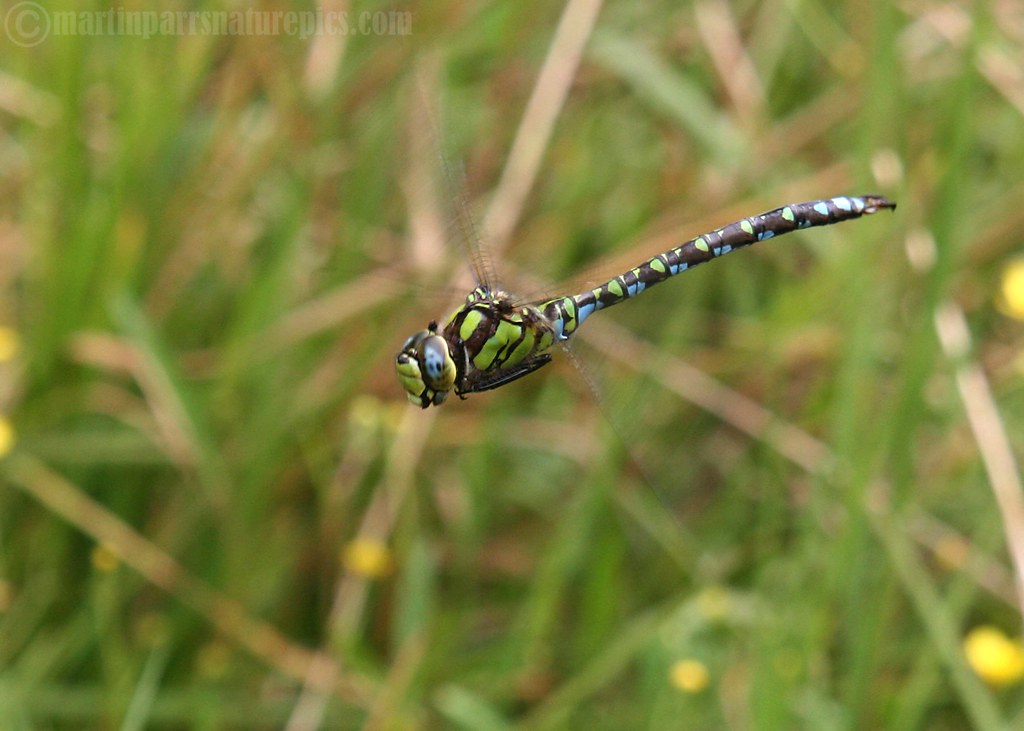 Southern Hawker (Aeshna cyanea) Berrygrove woods again. Ir… Flickr