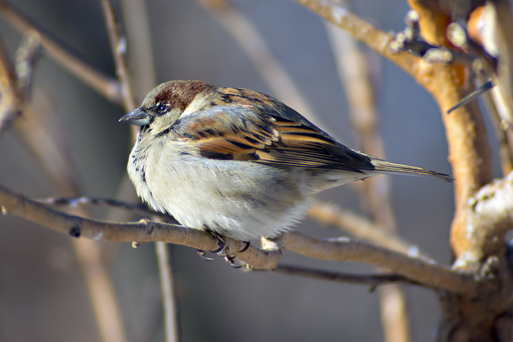 Fat sparrow. Linh Nguyen Flickr