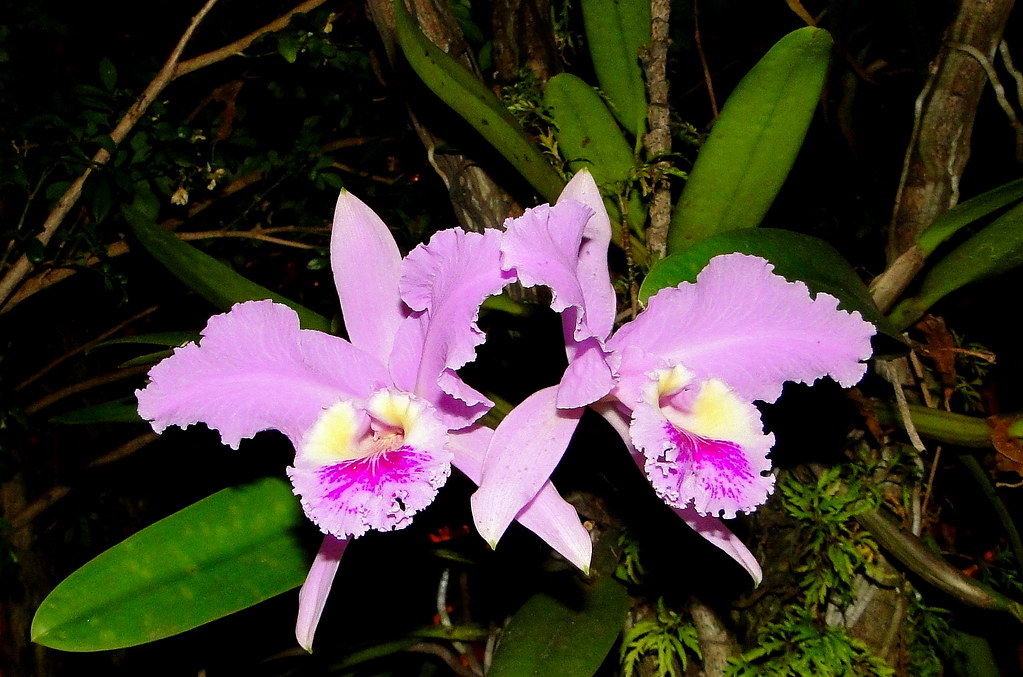 Orquídea Flor de Mayo (Cattleya mossiae). Flor nacional de Venezuela [National flower of