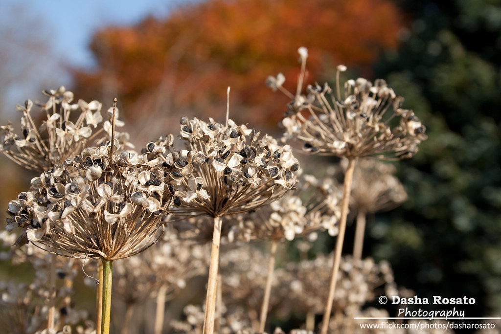 Flower Seed Heads in the Fall Dasha Rosato Photography Flickr