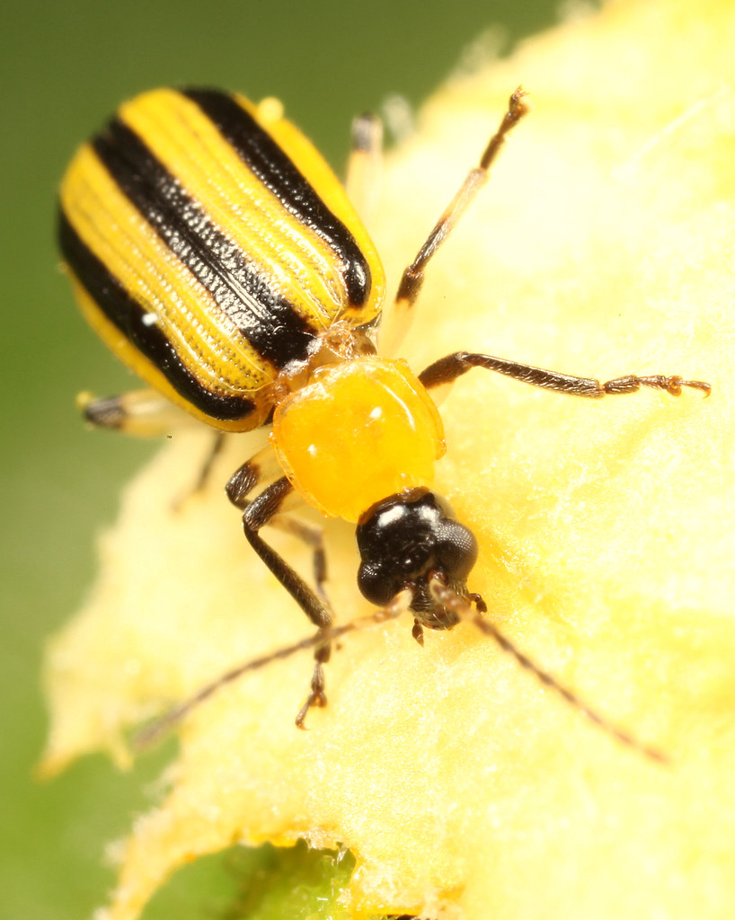 Striped Cucumber Beetle on Squash PlantIMG_8674 Flickr