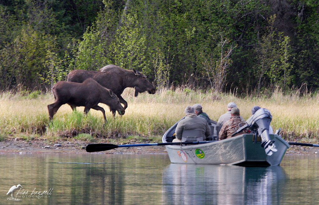 mooseboat1 Moose Marlows on the Kenai Flickr