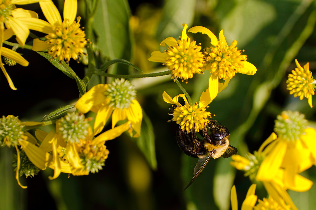 Peeler Park Peeler Park Nashville Hiking Meetup Nashville,… Flickr