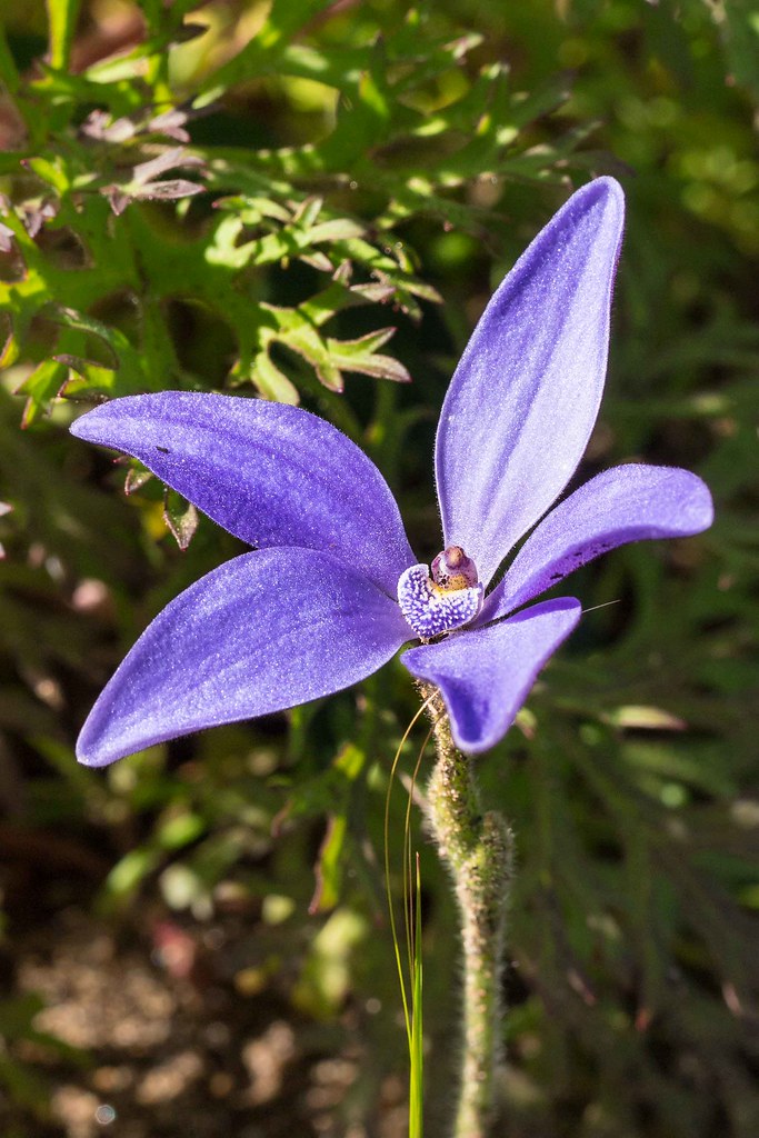 PGOB Wildflowers Blue China Orchid Olympus digital camera… Flickr