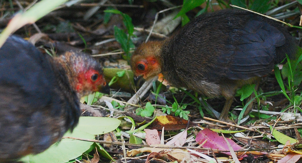 Australian BrushTurkey Chick 1 DSC_2108 Australian Brush … Flickr