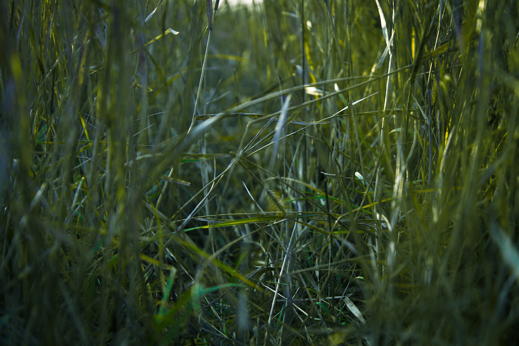 December Grass a photo on Flickriver