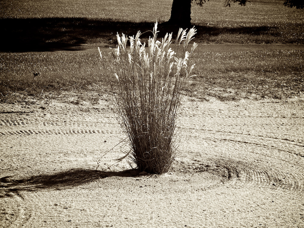 Bass River Golf Course a photo on Flickriver