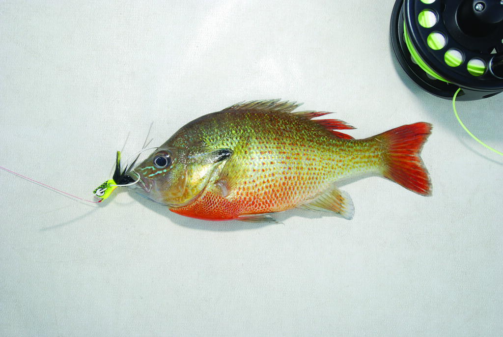Sunfish With Colorful Gill Covers COLOR PWM