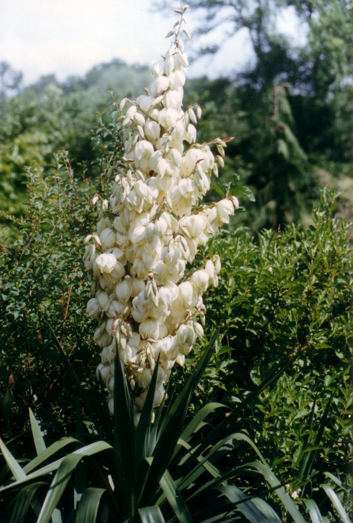 Photo d'une belle fleur blanche de Yucca. Scan d'une photo… Flickr
