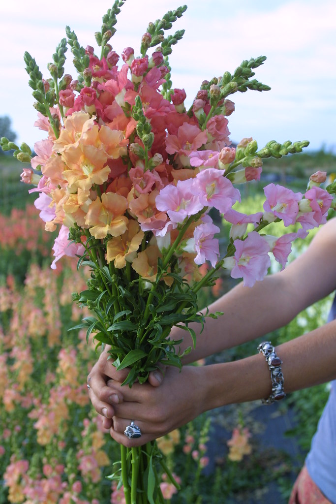 Chantilly Snapdragonsbronze,light pink and light salmon. Flickr