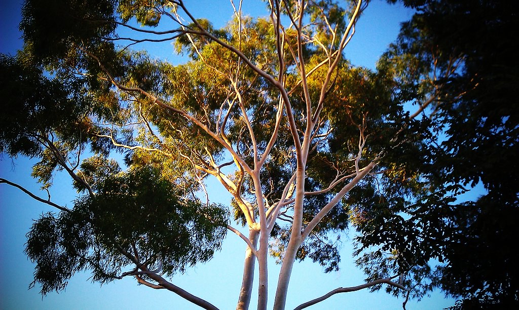 Gumtree! Taken with picplz . Tama Leaver Flickr