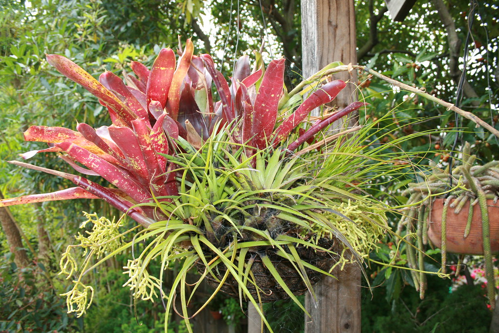 Bromeliad and Rhipsalis hanging basket, Berkeley, Californ… Flickr