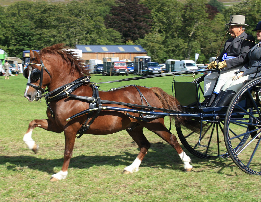 carriage driving Stanhope Show 2010 Yasmine Hamid Flickr