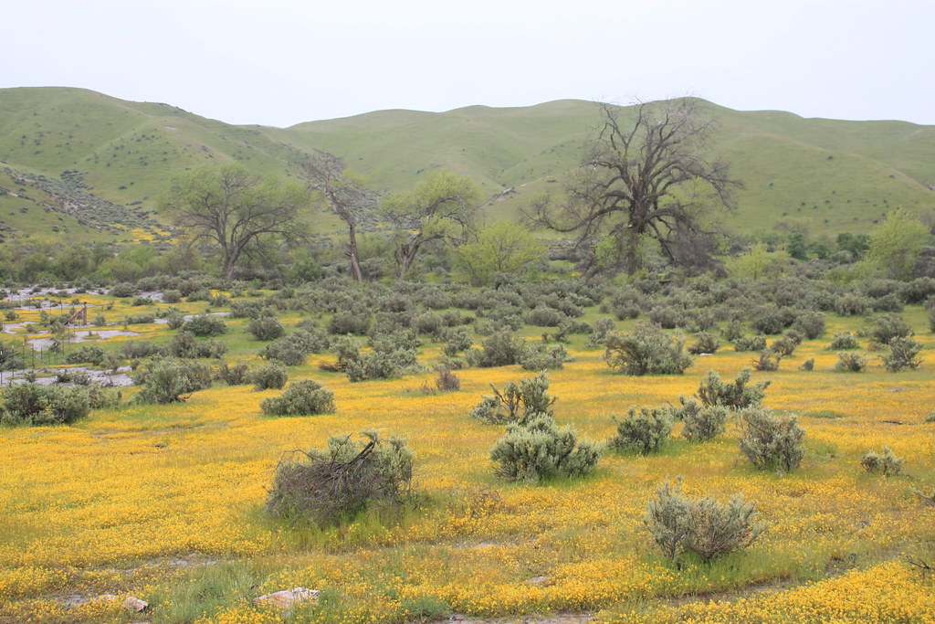 Panoche Valley 227 Steve Perdue Flickr